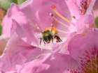 Washington State. Fuzzy-horned bumblebee in-flight leaving a pink rhododendron blossom Art Print